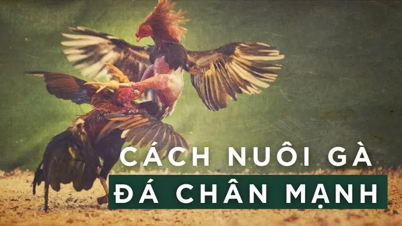 Nuôi gà đá chân mạnh 05