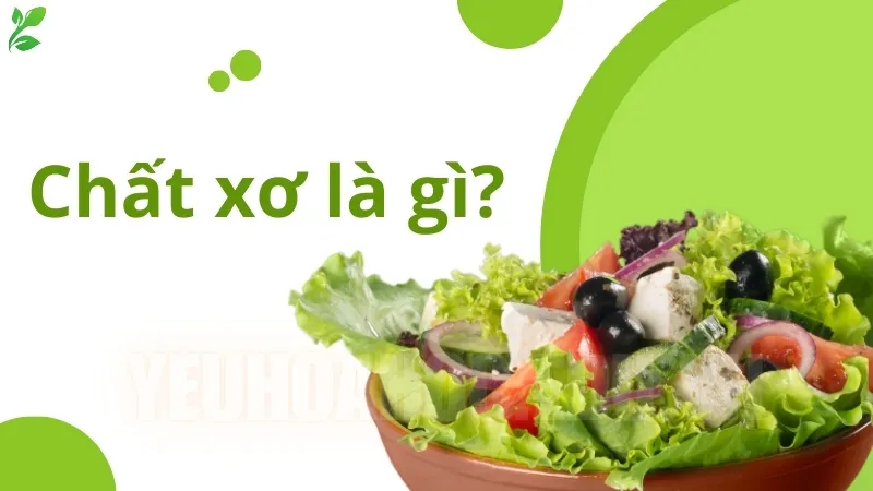 Chất xơ là gì? Tác động của chất xơ đến hệ đường ruột