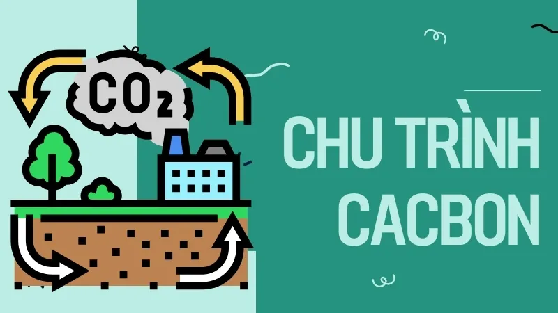 Chu trình cacbon - Quá trình tuần hoàn sự sống trên Trái Đất