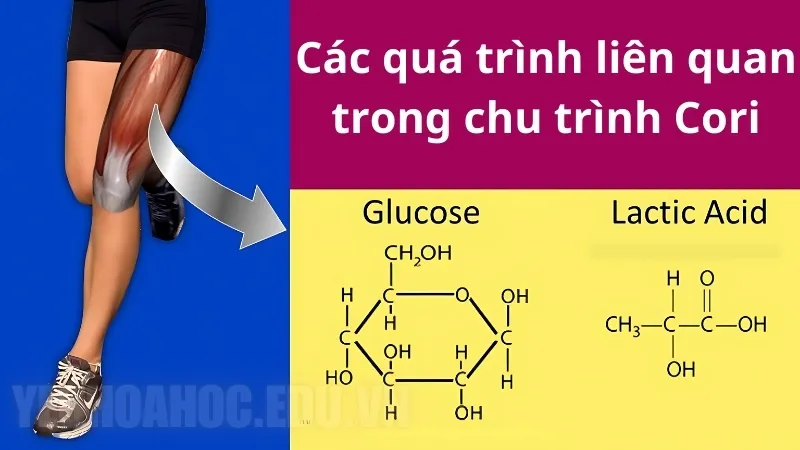 Chu trình Cori là gì? Cách cơ thể duy trì năng lượng cho cơ bắp