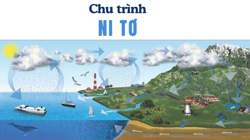 Chu trình Nitơ là gì và tầm quan trọng trong bầu khí quyển