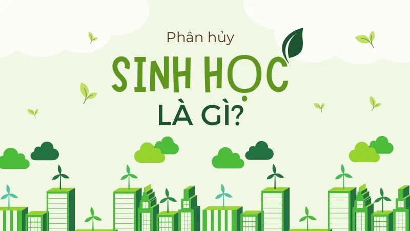 Phân hủy sinh học là gì? Tìm hiểu về quá trình phân rã tự nhiên 