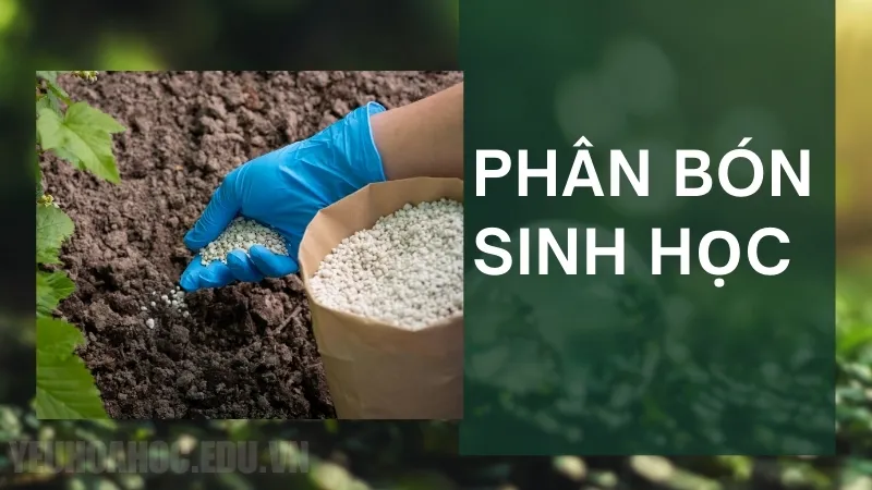 Phân bón sinh học là gì? Nguyên lý hoạt động của phân bón sinh học