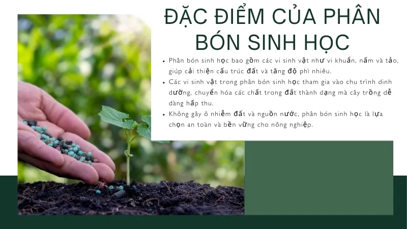 Đặc điểm của phân bón sinh học