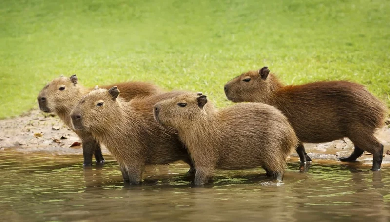 Thưởng thức ngay hình nền capybara cực dễ thương