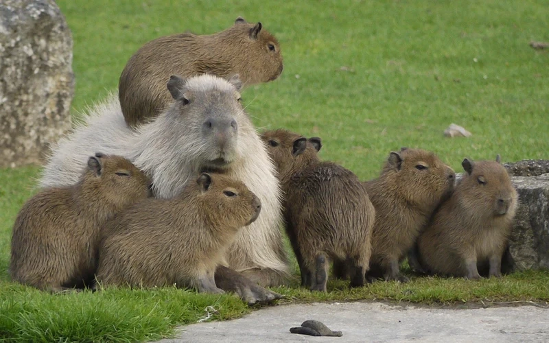 Tuyển chọn ảnh capybara siêu đáng yêu