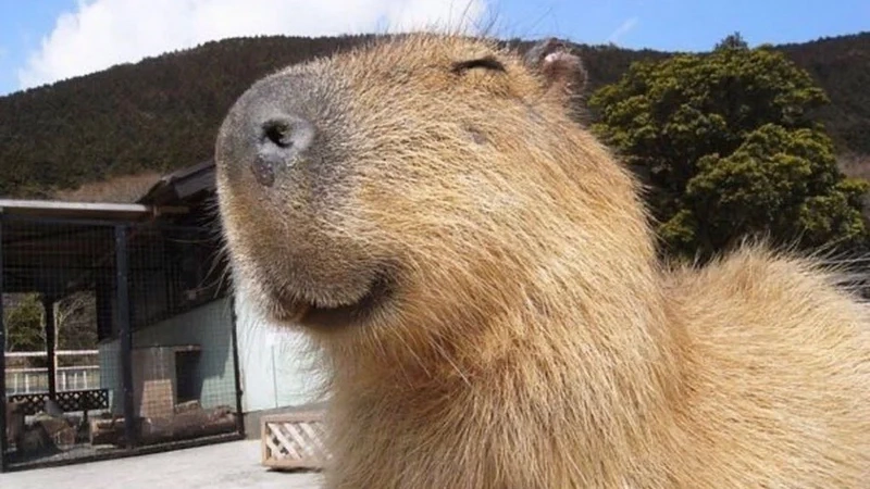 Cập nhật ngay capybara wallpaper siêu dễ thương