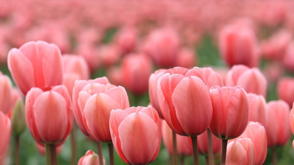 Tinh khôi và trang nhã, ảnh hoa tulip trắng mang đến sự thanh lịch.