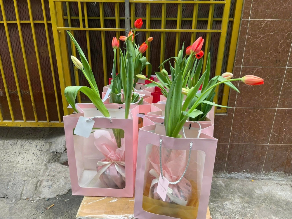 Sắc hồng dịu dàng trong ảnh hoa tulip hồng khiến lòng say đắm.