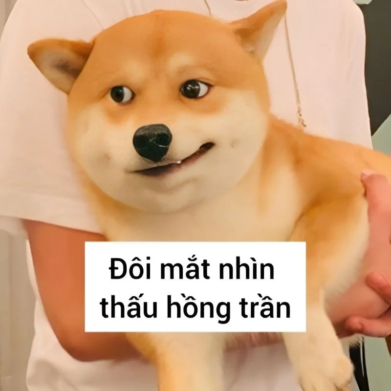 Tổng hợp ảnh chế hài chế ảnh meme hài cực bá đạo