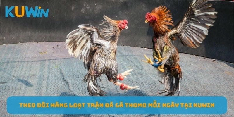 Theo dõi hàng loạt trận đá gà Thomo mỗi ngày tại KUWIN