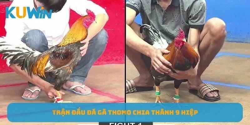 Trận đấu đá gà Thomo chia thành 9 hiệp