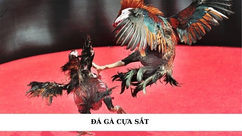 Luật chơi đá gà cựa sắt