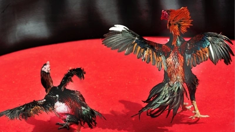 Mẹo cược đá gà cựa sắt hiệu quả