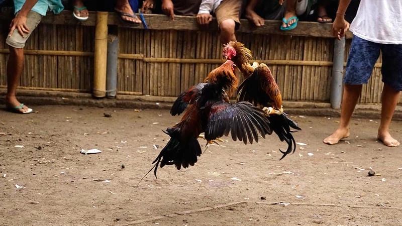 Bí Kíp Om Bầu – Xoa Bóp Giúp Gà Đá HB88 Cứng Như Thép