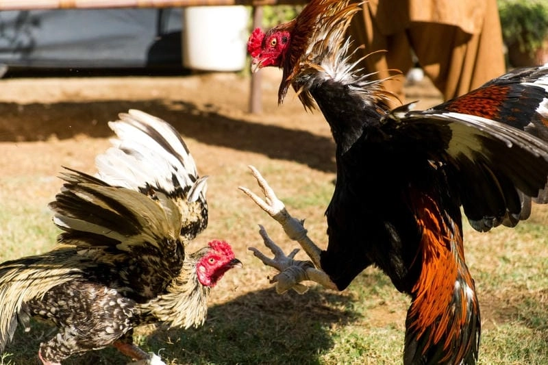 Những Sai Lầm Chết Người Khi Nuôi Gà Đá HB88