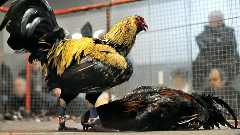 Mẹo “khóa ghẻ” không để lây cả trường gà 