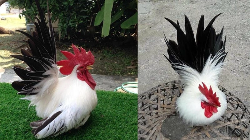 Xem tướng mạo tổng quan – “Nhìn mặt bắt hình dong” 