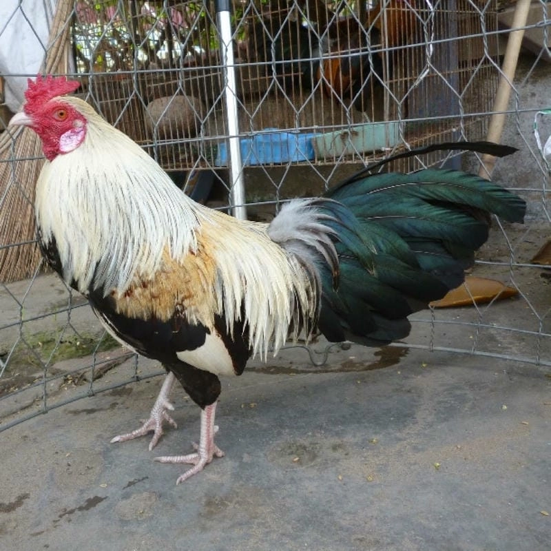 Kiểm tra lông và cơ bắp – “Lông xấu chưa chắc đã yếu” 