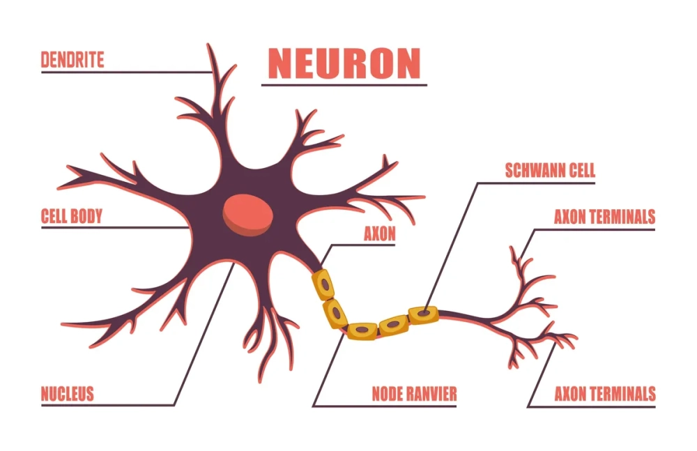 Khối tế bào nơ-ron thần kinh trung gian trong tủy sống