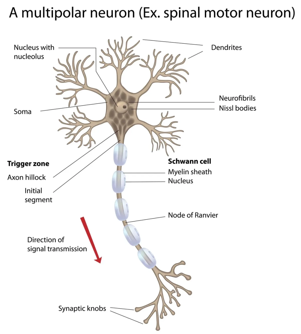 Mạng lưới nơ-ron thần kinh đan xen dày đặc trong vỏ não