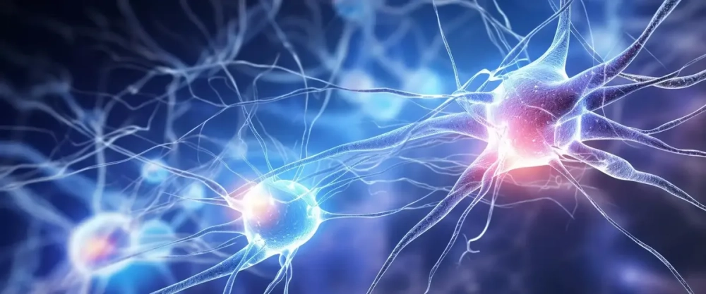 Quá trình truyền tin nơ-ron thần kinh đi qua khe synapse