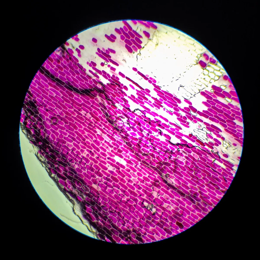 Tế bào thực vật dưới kính hiển vi độ phóng đại lớn 1000x