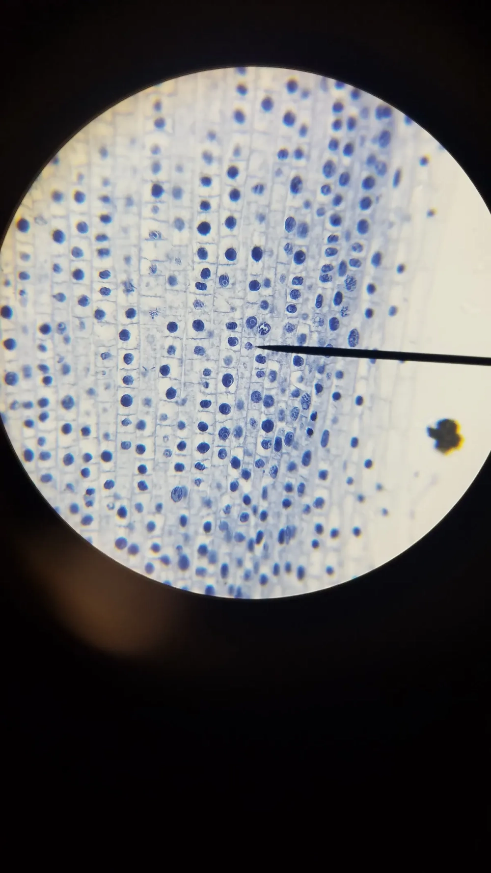 Tế bào thực vật dưới kính hiển vi 1000x hiển thị rõ màng nhân