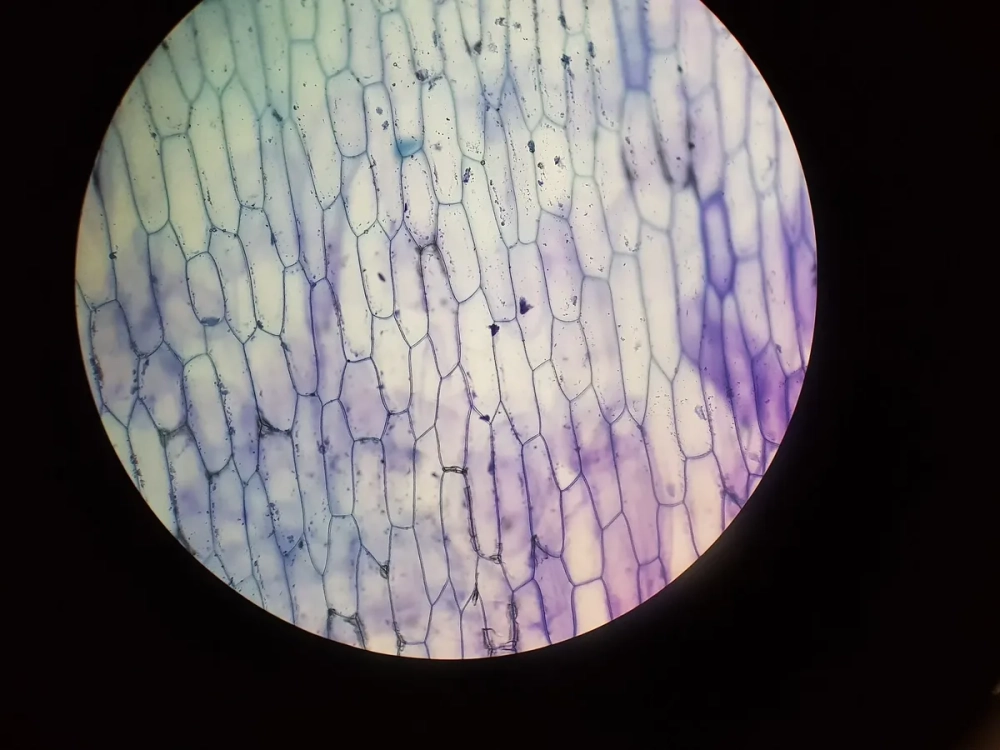 Màu sắc tế bào thực vật dưới kính hiển vi sau khi nhuộm phẩm đỏ