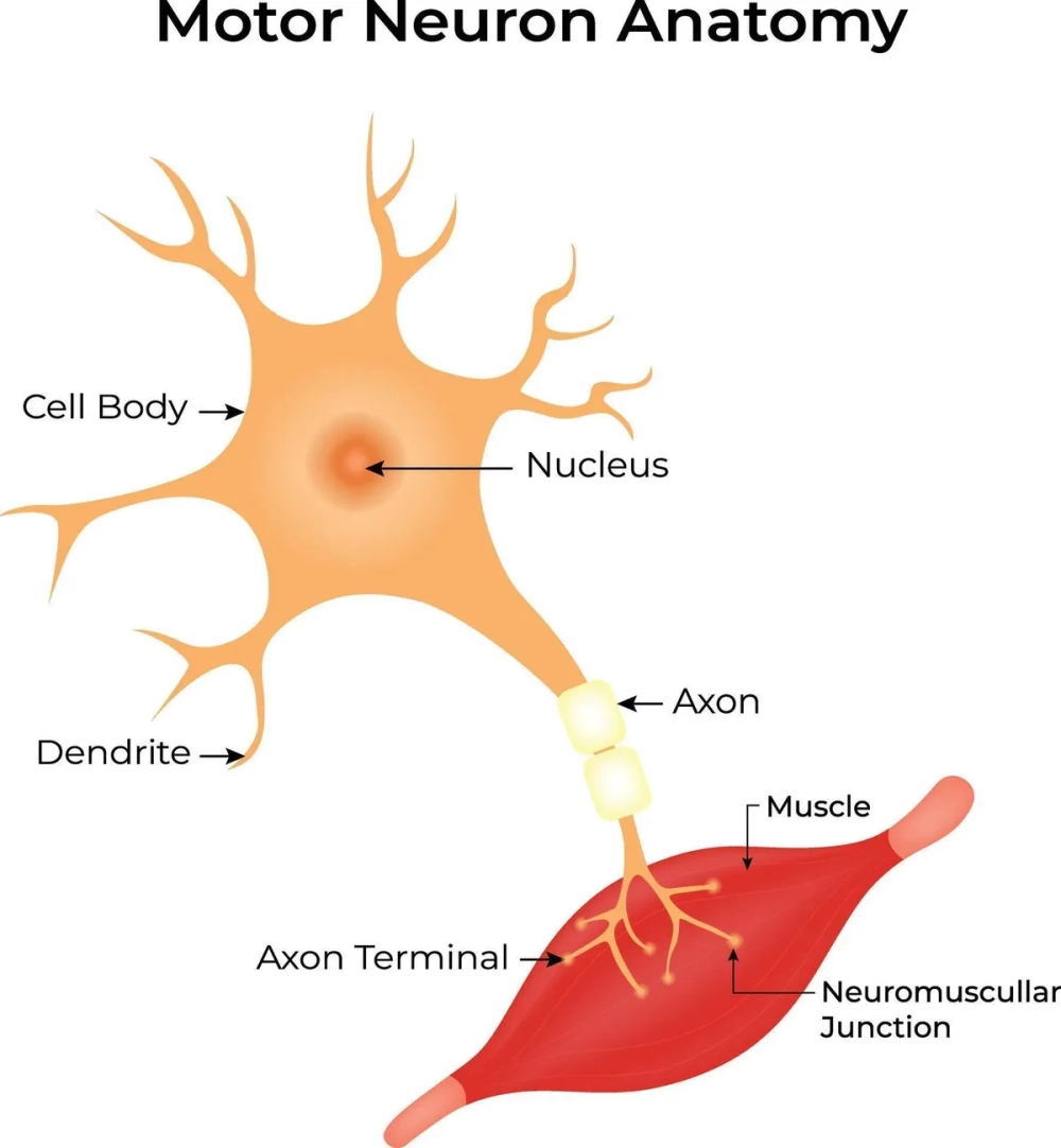 Nơ-ron thần kinh vận động điều khiển hoạt động của các bó cơ