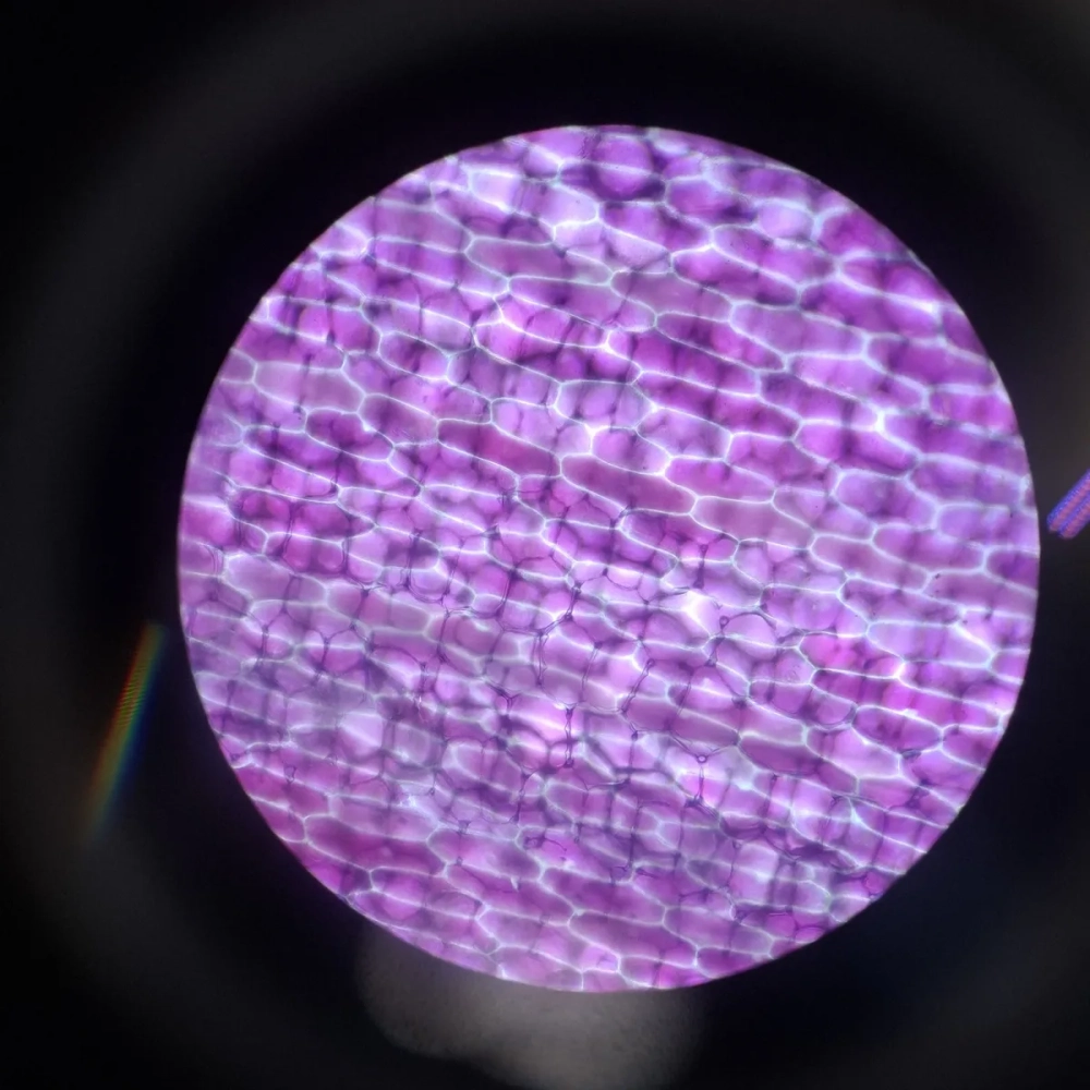 Tế bào thực vật dưới kính hiển vi 400x quan sát mô mềm