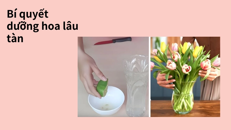 Bí kíp dưỡng hoa bền màu không bị thối gốc