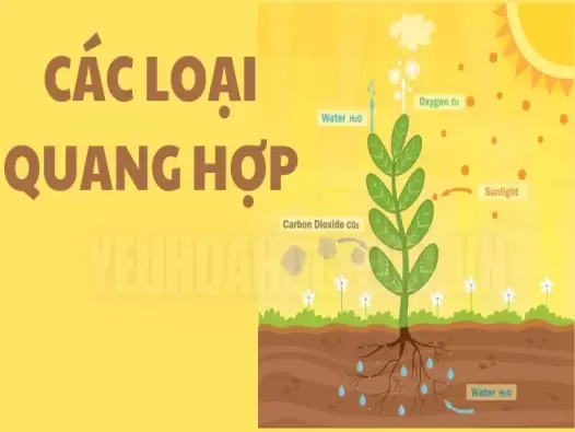 Các nguyên tố tham gia vào quá trình quang hợp và vai trò của chúng