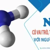 Amoniac (NH3) là gì? Giải mã vai trò và tác động