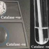 Phản ứng Catalase: Cơ chế, ứng dụng và ý nghĩa trong sinh học
