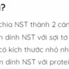 Tâm động là gì? Khám phá vai trò và cấu tạo trong tế bào