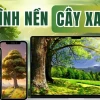 Tuyển chọn hình ảnh cây xanh đẹp nhất truyền cảm hứng cho không gian sống 2026
