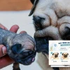 Cách chăm sóc chó Pug con mới sinh đúng kỹ thuật giúp cún lớn nhanh khỏe mạnh