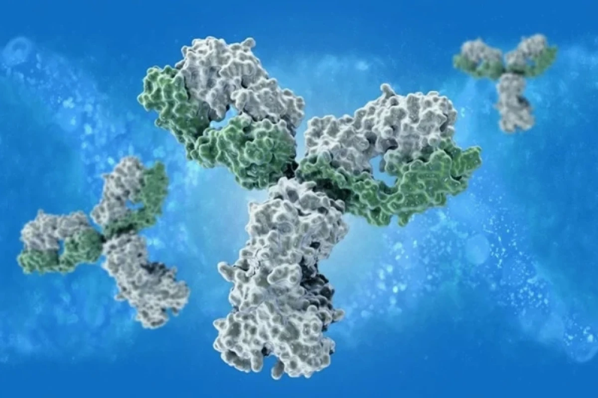 Epitope là gì? Khám phá vùng liên kết kháng nguyên trên kháng thể