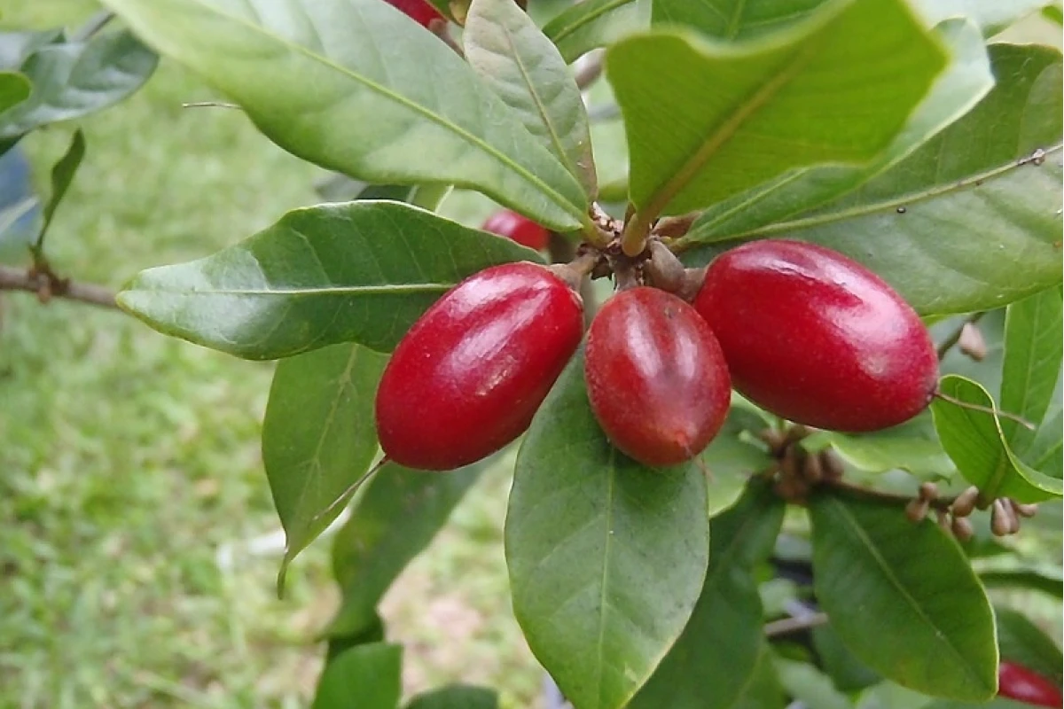 Trái Thần Kỳ Có Ngâm Rượu Được Không? Giải Mã Công Dụng Bất Ngờ