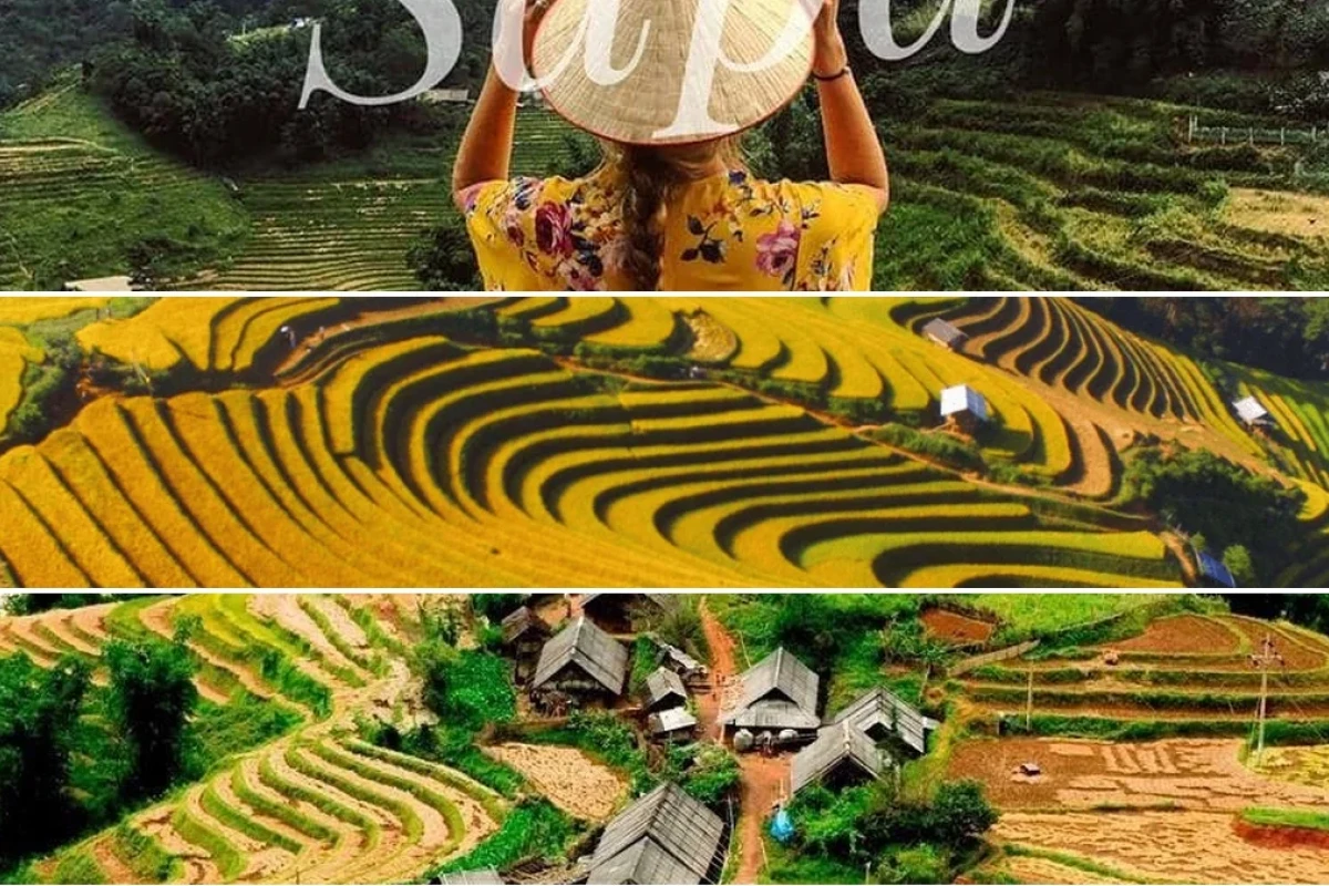 Tour du lịch Sapa mùa lúa chín và kinh nghiệm săn lúa vàng