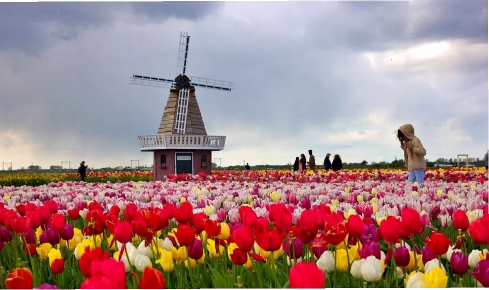 Amsterdam ngập tràn sắc hoa tulip mùa xuân