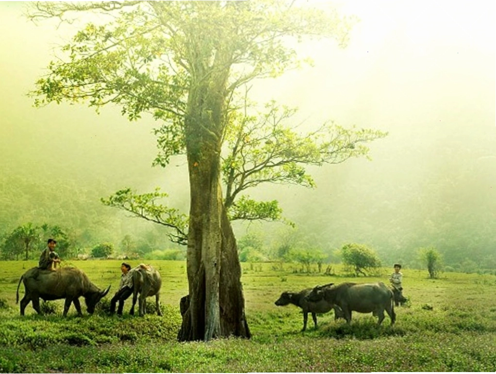 Bãi biển xanh ngắt trải dài, mang vẻ đẹp thơ mộng của miền Trung.
