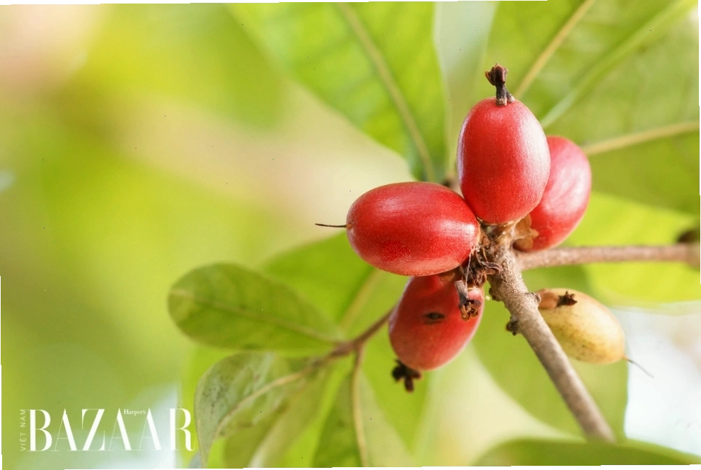 Cách sử dụng trái thần kỳ tươi