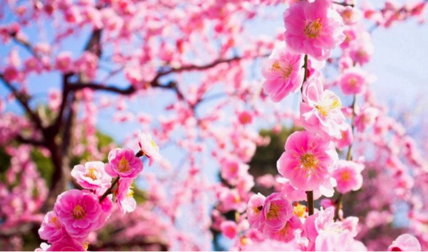 Cành đào ngày Tết với những nụ hoa chúm chím
