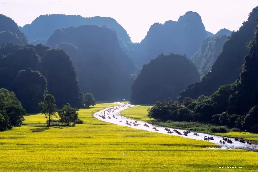 Cảnh đẹp mùa thu Ninh Bình với những cánh đồng lúa chín vàng thơ mộng
