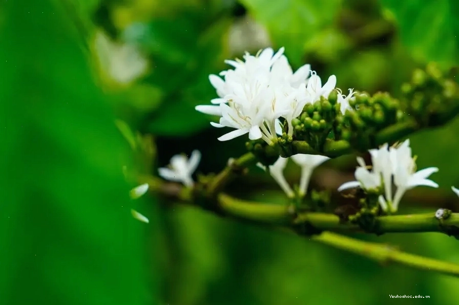 Cánh đồng hoa cà phê trắng xóa ở Buôn Ma Thuột