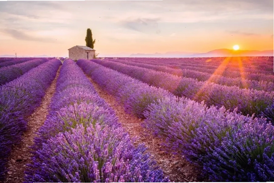 Cánh đồng hoa Lavender thơ mộng