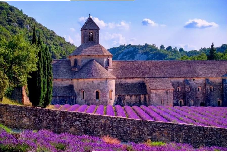 Cánh đồng hoa oải hương tím ngát tại Provence Pháp