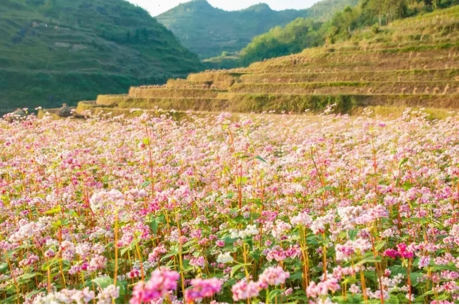 Cánh đồng hoa tam giác mạch tại Hà Giang